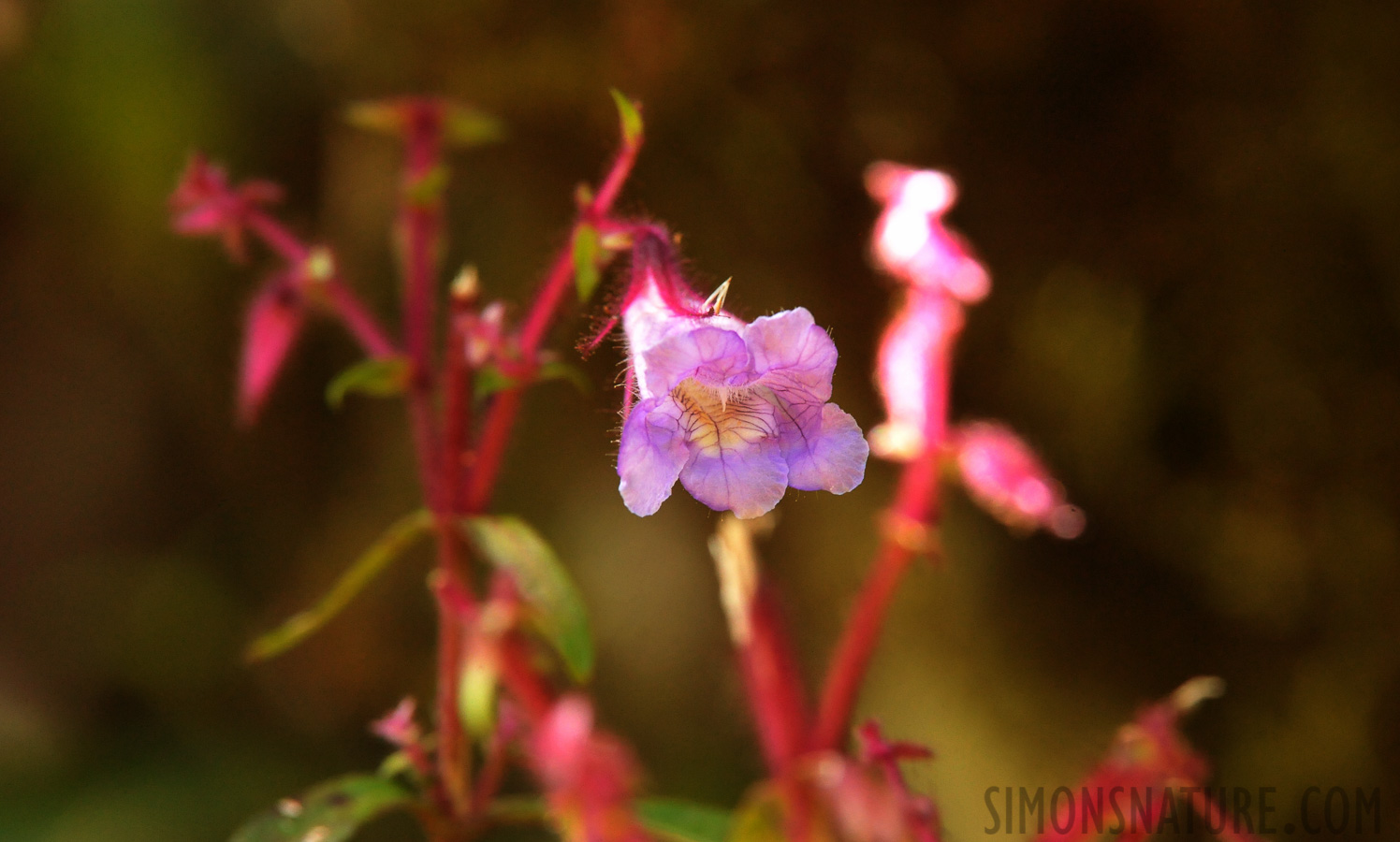 Strobilanthes sp [550 mm, 1/200 sec at f / 11, ISO 4000]